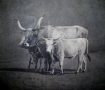 Famille-de-Boeufs