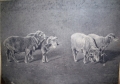 Mouton-Frolant