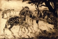 Zebras