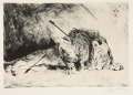 lion1