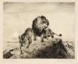 lion2