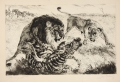 lion4