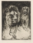 lion5